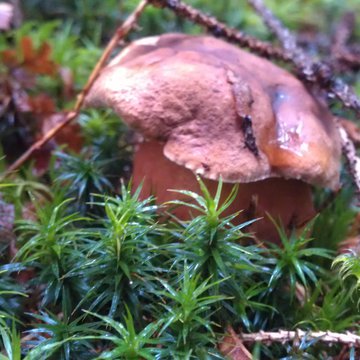 Lorem ipsum dolor sit amet