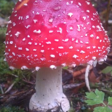 Lorem ipsum dolor sit amet