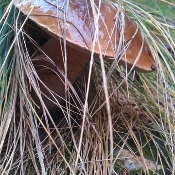 Lorem ipsum dolor sit amet