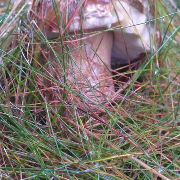 Lorem ipsum dolor sit amet