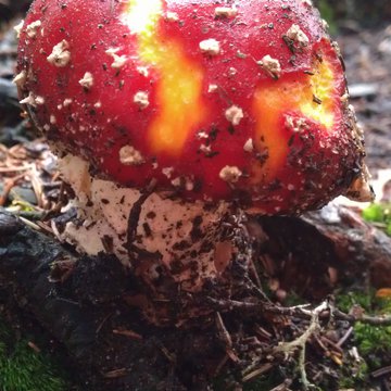 Lorem ipsum dolor sit amet