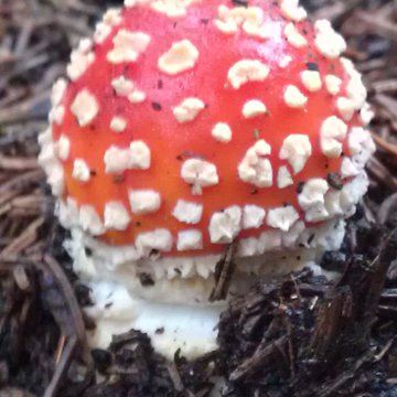 Lorem ipsum dolor sit amet