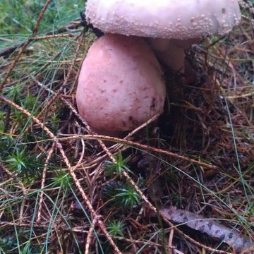 Lorem ipsum dolor sit amet