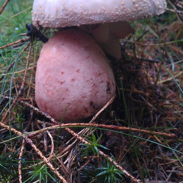 Lorem ipsum dolor sit amet