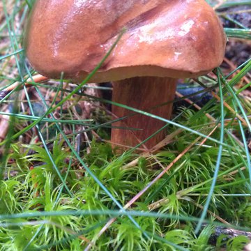 Lorem ipsum dolor sit amet