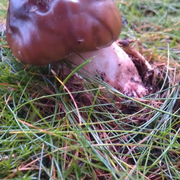 Lorem ipsum dolor sit amet