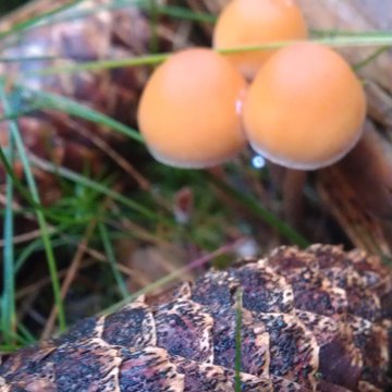 Lorem ipsum dolor sit amet